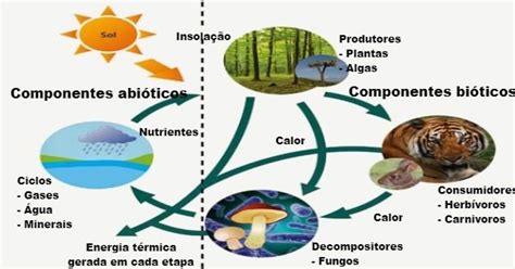 Ecosistemas adaptación curricular Artofit