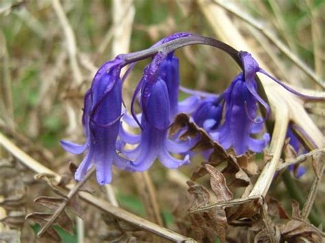 Scottish Flowers to Look for in Spring : Wilderness Scotland