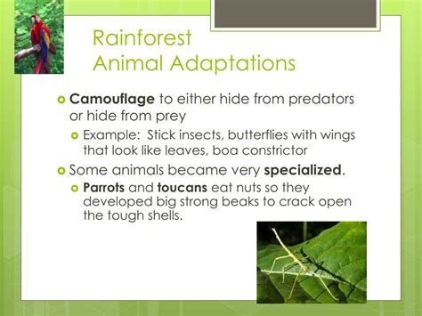 PPT - Biome Adaptations & Niches PowerPoint Presentation, free download ...