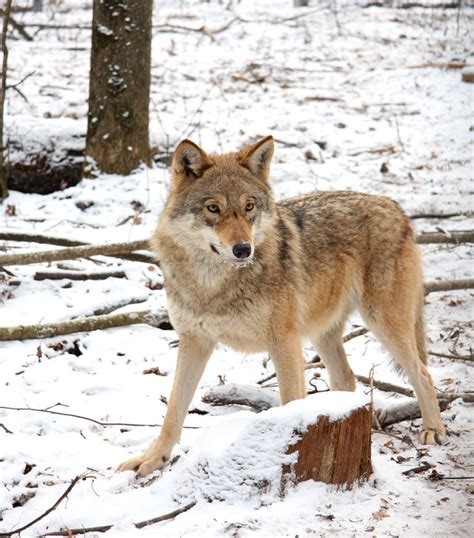 Discover The 27 Wonderful Types Of Wolves Diversity Decoded