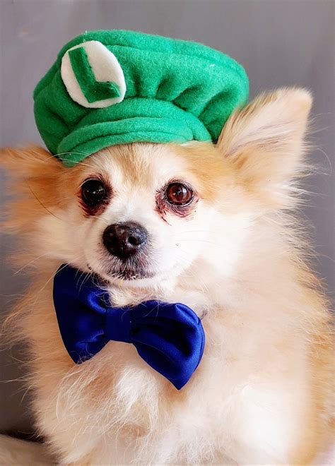 Luigi Costume Hat Green Color for Dog or Cat Small Animal Doll - Etsy