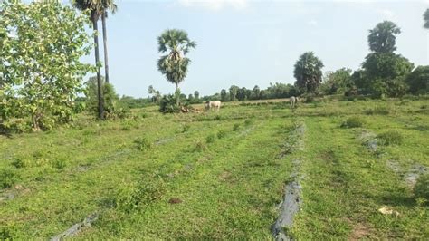 Agricultural Land 59700 Sq Ft For Sale In Tindivanam Chennai REI1206769