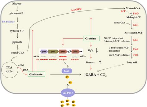 The Roles Of Msg And Cysteine On Gaba Biosynthesis Supplementation Of