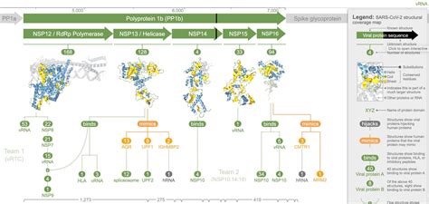 D Analysis Of Sars Cov Reveals Clues On Virus Tactics How The