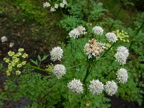 Hemlock Water Dropwort | ObsessedByNature