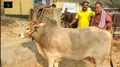 আজ ২১ ডিসেম্বর ঢাকার ব্যবসায়ী কত টাকা মন দরে মাংসের বড় বড় ষাঁড় গরু কিনলেন ফাসিলা ডাঙ্গা