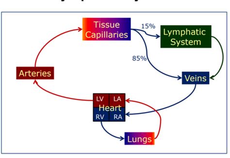 Week 4 Lymphatic System Flashcards Quizlet