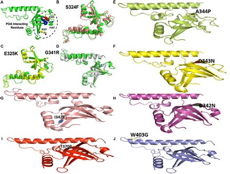 Frontiers Gibbs Free Energy Calculation Of Mutation In Pnca And Rpsa