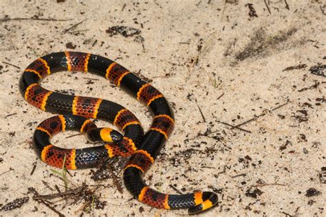 Snakes in Texas: How to Identify Venomous Texas Snakes