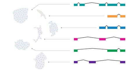 The Hifi Difference A Better Cell Atlas With Full Length Isoform