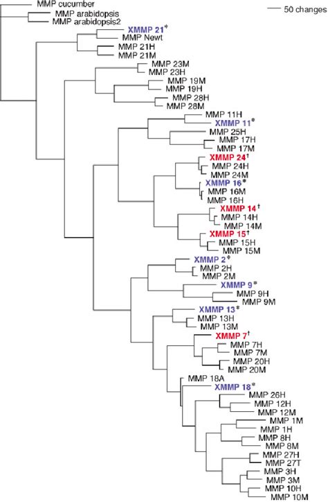 The Phylogenetic Tree Of Human Mouse And Previously Known Xenopus