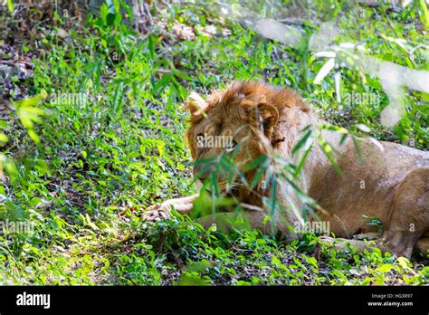 Asiatic Lion India Stock Photo - Alamy