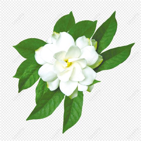 Jasmine Flower White Jasmine, Plant, White Flower, Jasmine Flower PNG ...