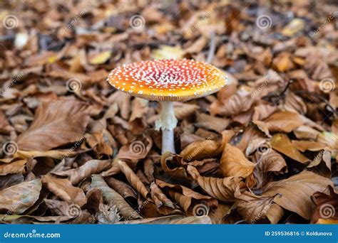 Colorful Amanita Muscaria Mushrooms In Dry Leaves In The Forest