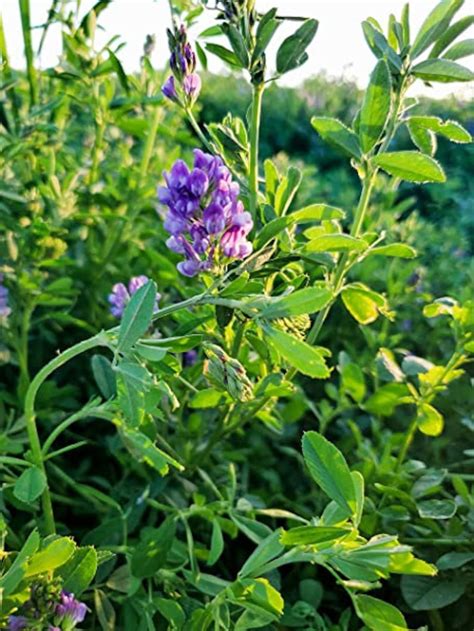 1000 Seeds Organic Alfalfa Seeds J074 Lucerne Perennial Etsy UK