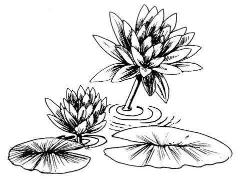 Water Lily Line Drawing At Getdrawings Free Download