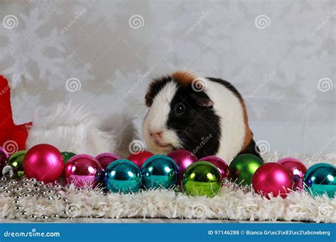 Guinea Pig Balls Stock Photos - Free & Royalty-Free Stock Photos from ...