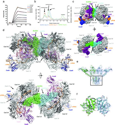 Cryo Em Structure Of The Csy Acrif Complex A Binding Kinetics Of