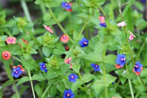 Scarlet Pimpernel Mori Point Wildflowers Pacifica Ca · Inaturalist