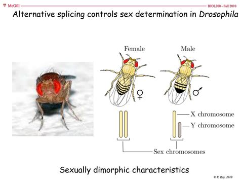 Ppt Alternative Splicing Controls Sex Determination In Drosophila