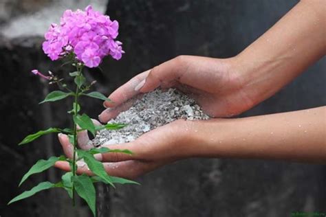 Флоксы: Описание, Посадка, Уход | (85+ Фото & Видео) +Отзывы