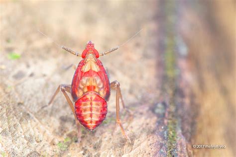 Planthopper Nymph by melvynyeo on DeviantArt