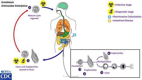 Entamoeba Coli Life Cycle