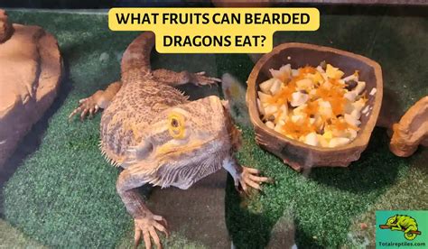 What Fruits Can Bearded Dragons Eat?