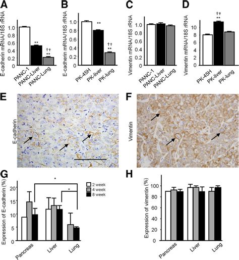 Aed Expression Of The Emt Markers E Cadherin And Vimentin In Cells Download Scientific Diagram