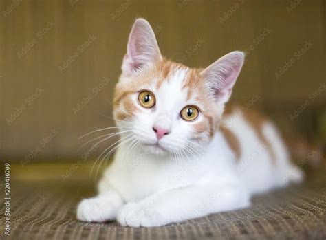 Orange And White Tabby Cat With Amber Eyes