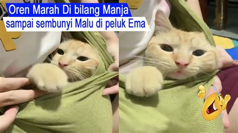 TAHAN TAWA Kucing MALU Di Bilang Manja Sampai Marah Dan Sembunyi