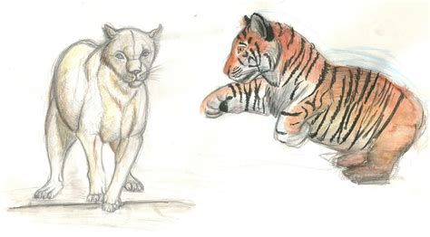 Drawing For Animation: Creative Sketchbook - Animals