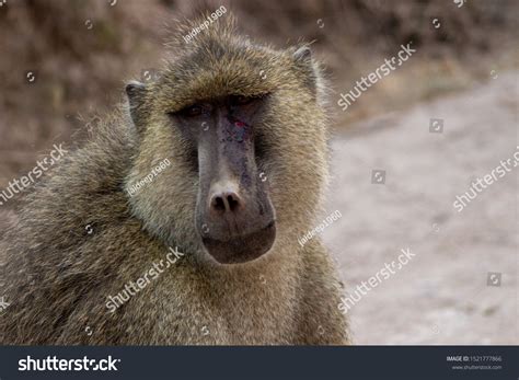 Close African Baboon Face Stock Photo 1521777866 | Shutterstock