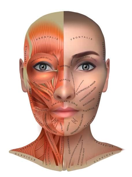 Chin Anatomy