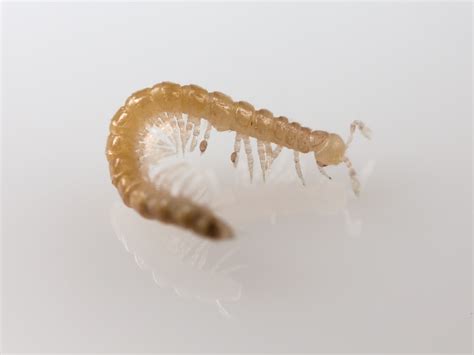 Millipede Larvae