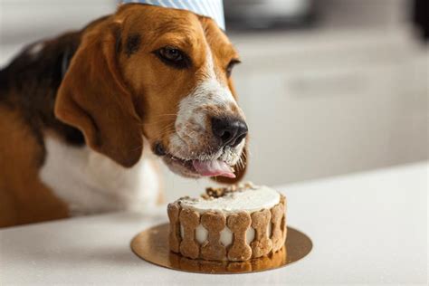 Gesunde Leckerchen für Ihren Hund BerufungTier de Tierblog