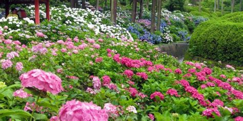 Hydrangea Season At Mimuroto Ji Temple 2025 Events In Kyoto Japan