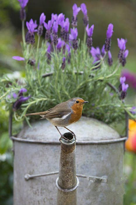 Just Believe Container Gardening Beautiful Birds Birds