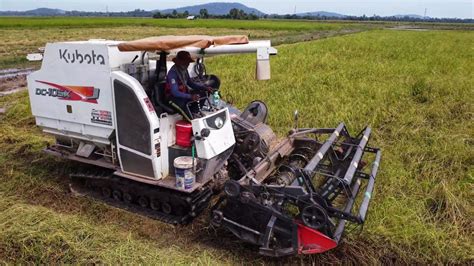 Wonderful Activities Processing Rice Harvest At Countryside And Safety