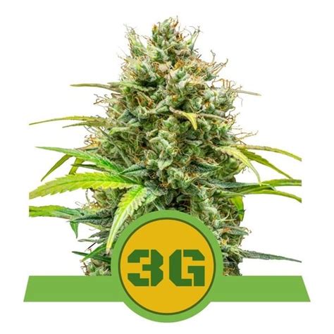 Buy Triple G Auto Feminized Seeds By Royal Queen Seeds In America