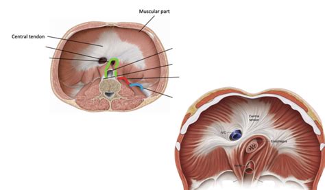 Diaphragm Diagram Quizlet