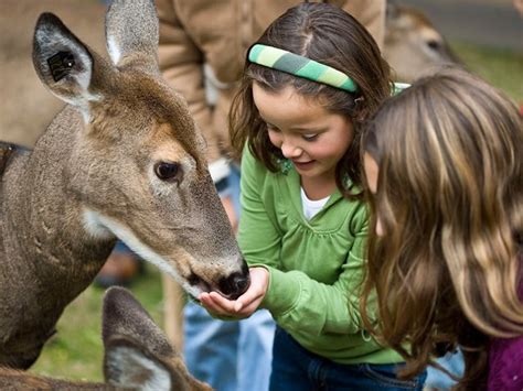 Wisconsin Deer Park - a Classic Dells experience | Wisconsin dells ...