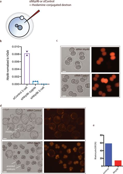 SiRNA Mediated Knockdown Of Nlrp9b In Mouse Zygotes Causes