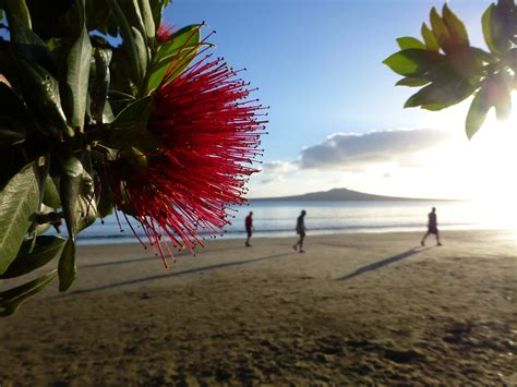 PohutuKawa-on-Takapuna-Beach • KajoMag