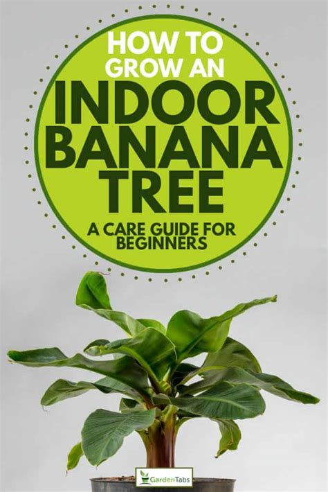 How To Grow An Indoor Banana Tree A Care Guide For Beginners