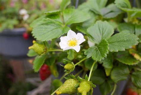 How to Grow and Care for Everbearing Strawberries