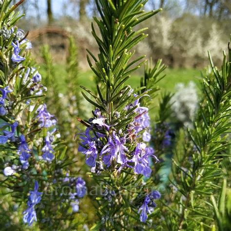 Rosmarinus Officinalis Sappho Romarin Compact