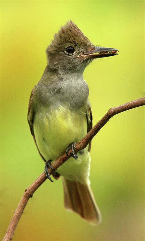 Great Crested Flycatcher Photograph By Karen Lindquist Pixels