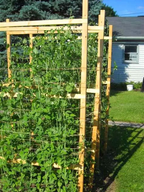 28 Best DIY Pea Trellis Ideas To Boost Your Garden's Productivity