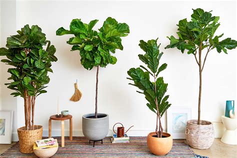 Faux Plants Fake Plants That Look Real Apartment Therapy